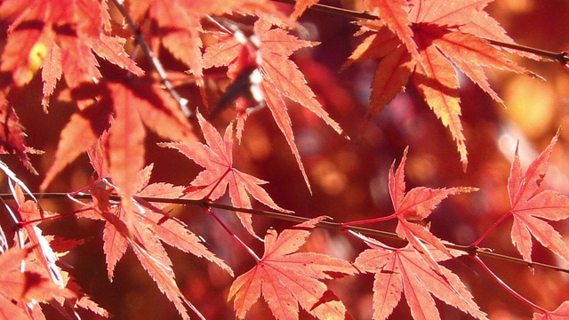 Autumn Leaves /秋天的叶子视频素材