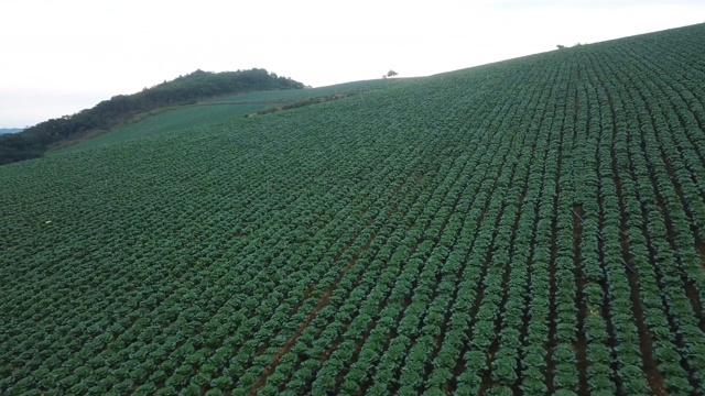 “Anbandegi”田(风景白菜地)/江陵溪，江原道，韩国视频素材