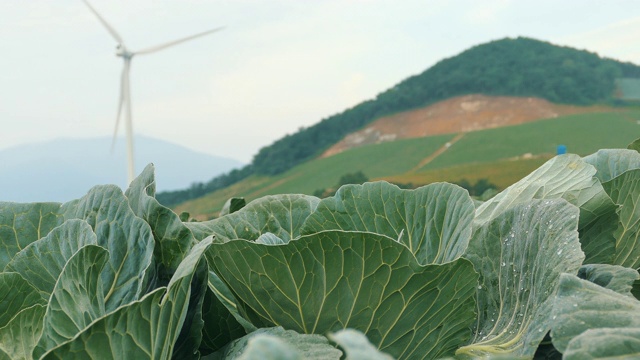 “Anbandegi”田(风景优美的白菜地)和风力涡轮机/江陵溪，江原道，韩国视频素材