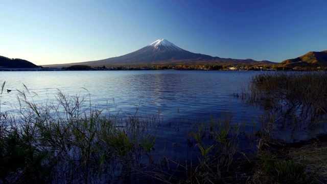 富士山与草地前景，川口湖，日本视频素材