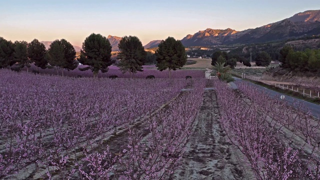 西班牙穆尔西亚地区Cieza La Torre的桃花视频素材