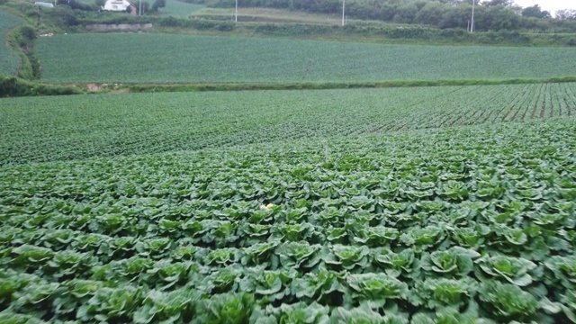 “Anbandegi”田(风景白菜地)/江陵溪，江原道，韩国视频素材