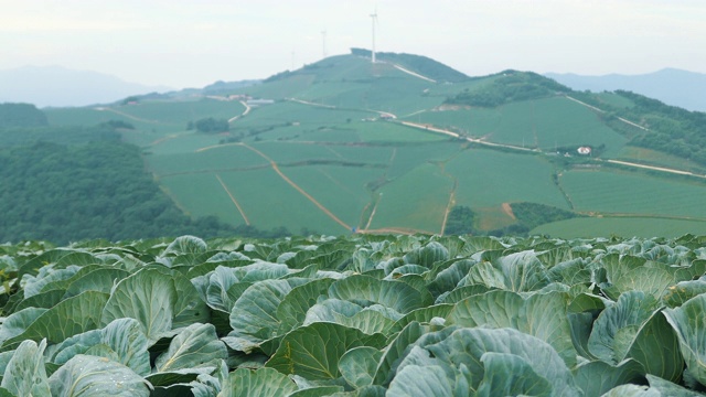 “Anbandegi”田(风景白菜地)/江陵溪，江原道，韩国视频素材