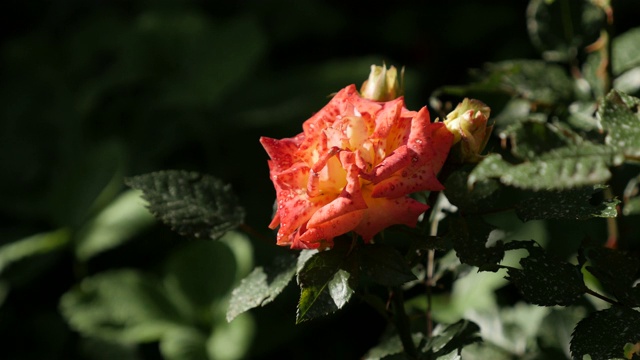 橙色花园玫瑰花特写4K视频素材