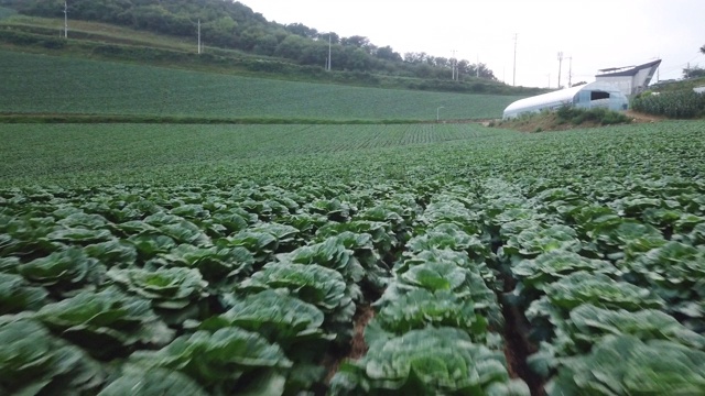 “Anbandegi”田(风景白菜地)/江陵溪，江原道，韩国视频素材