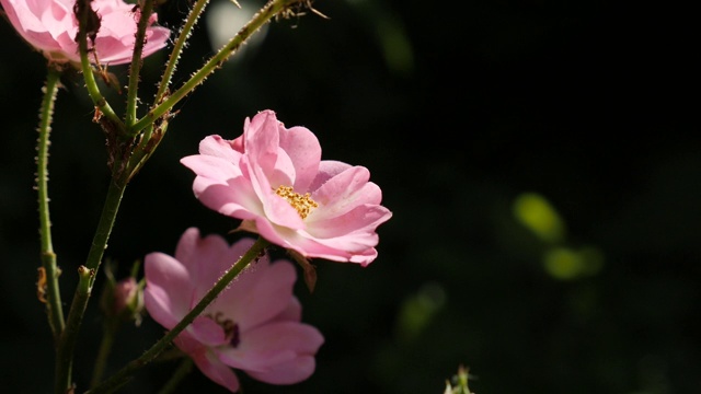 蔷薇春花浅DOF慢莫视频素材