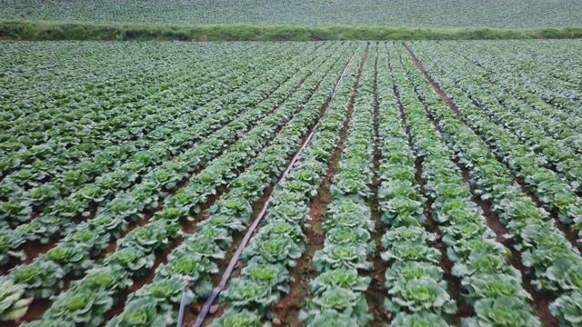 “Anbandegi”田(风景白菜地)/江陵溪，江原道，韩国视频素材