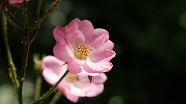 浅DOF蔷薇春季装饰花视频素材