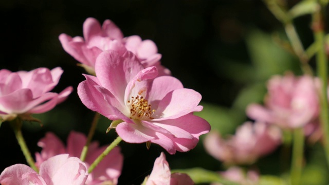 浅DOF蔷薇春季装饰花视频素材