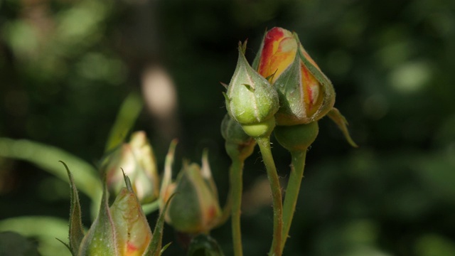 特写桔子花园玫瑰花蕾4K视频素材