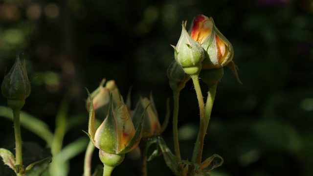 特写桔子花园玫瑰花蕾4K视频素材