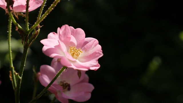 蔷薇春花浅DOF慢莫视频素材