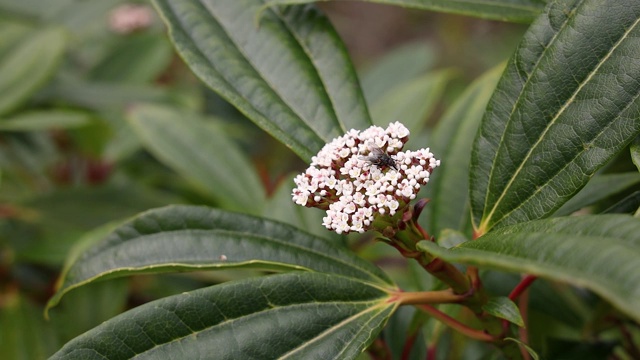 苍蝇从白荚蒾花中饮水视频素材