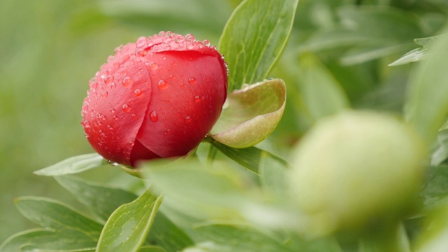 牡丹科芍药科植物雨下特写4K视频素材