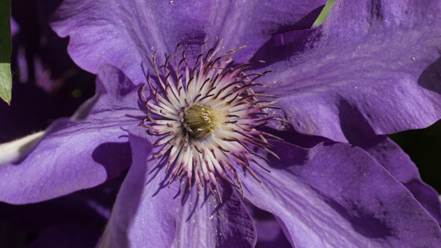 紫色植物雄蕊和花瓣特写4K视频素材