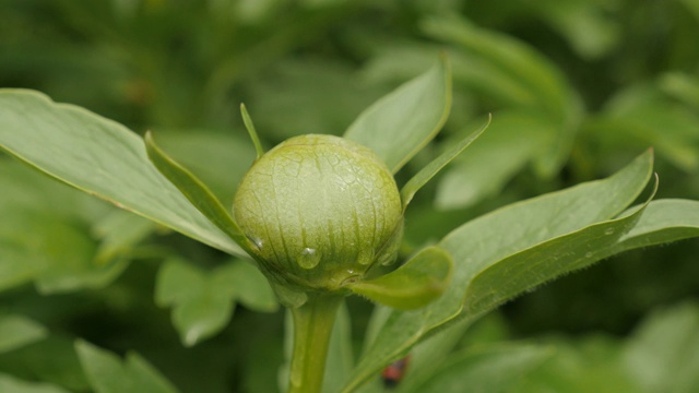 赤芍科绿牡丹花蕾特写4K视频素材