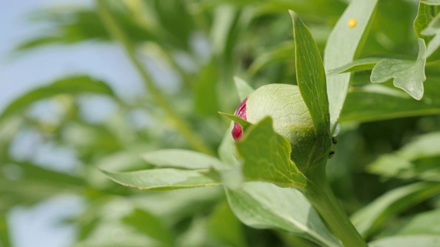 春季芍药花浅DOF 4K视频素材