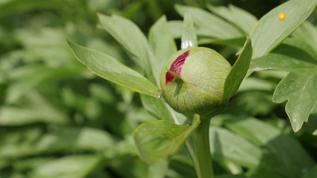 雨点下赤芍闭花蕾4K视频素材