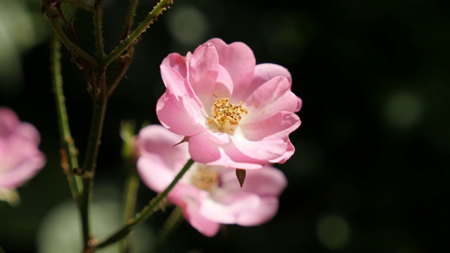 花园里的微型玫瑰视频素材