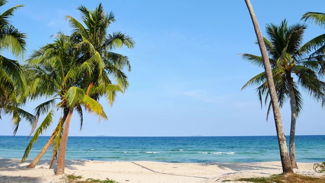 令人惊叹的夏季旅游度假海滩背景。绿松石般的海水和棕榈树。美丽的野生岛屿海滩和棕榈加勒比海，白色的沙子，蓝色的天空和海滩休闲。视频素材