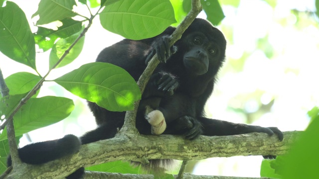 吼猴(Alouatta palliata)坐在哥斯达黎加森林的树上视频素材