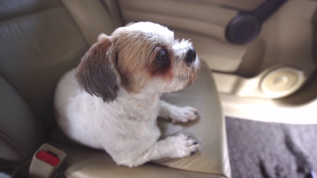 西施犬躺在乘客座位上，和主人一起旅行视频素材