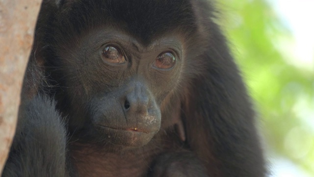 毛吼猴(Alouatta palliata)。在哥斯达黎加的森林里，吼猴的妈妈和宝宝在树上休息视频素材