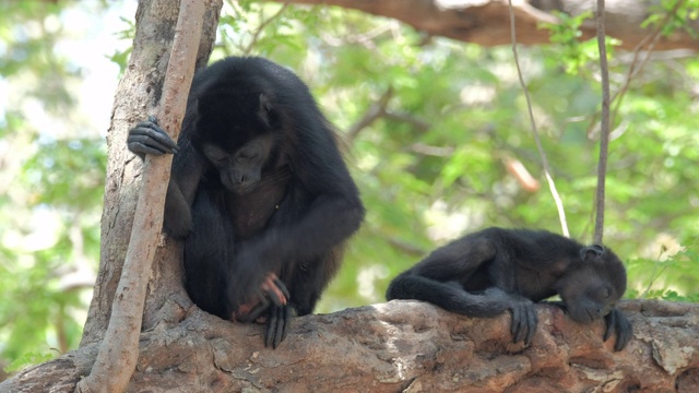 毛吼猴(Alouatta palliata)。在哥斯达黎加的森林里，吼猴的妈妈和宝宝在树上休息视频素材