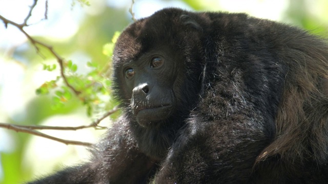 毛吼猴(Alouatta palliata)在哥斯达黎加森林的树上休息视频素材