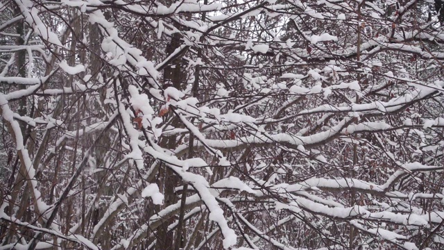 雪落在美丽的冬季森林，林地。定性慢动作全高清视频。视频素材