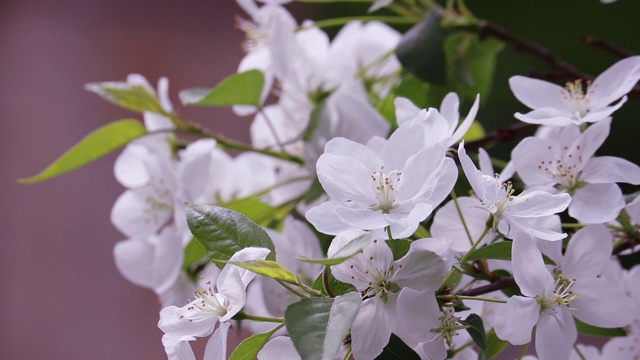 苹果树开花的视频。春天的背景。白苹果花在风中轻轻摇曳。视频素材