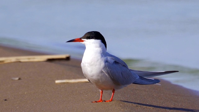 在一个春天阳光明媚的早晨，普通燕鸥(Sterna hirundo)坐在海边的沙滩上。视频素材