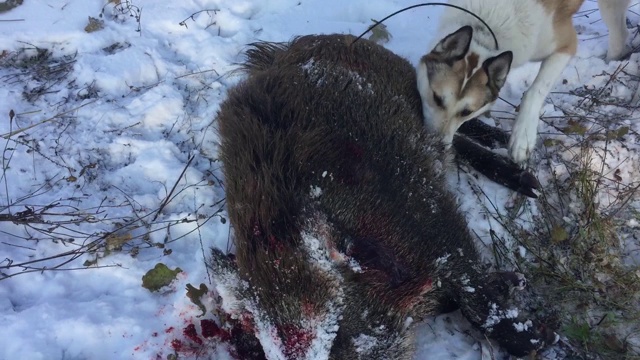 猎犬品种哈士奇bedevils狩猎野猪视频素材