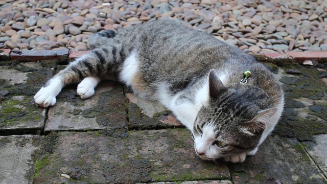 懒惰的猫悠闲地躺在人行道上视频素材