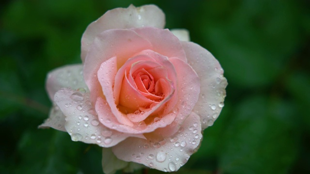 天下雨了，盛开的公园玫瑰的粉红色花朵被雨淋湿了视频素材