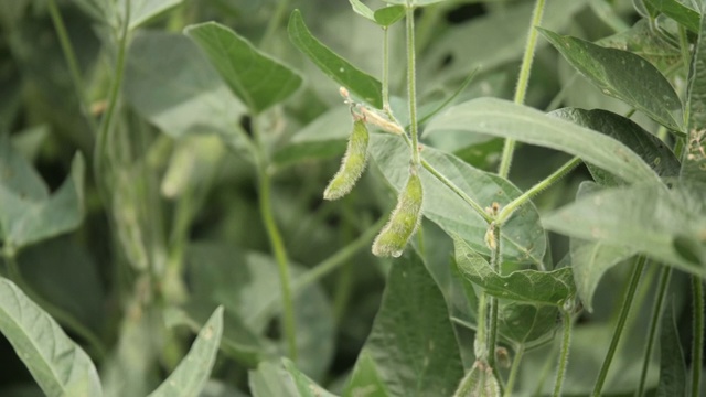 大豆植物豆瓣视频素材