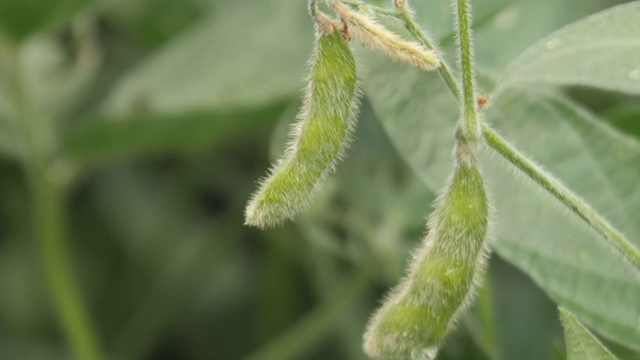 大豆植物豆瓣视频素材