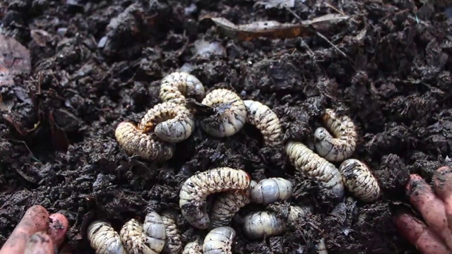 甲虫幼虫(幼虫)是软体动物，栖息于土壤中，头部为浅棕色。一个人拿起一只甲虫虫在他的手里。幼虫是人们可以食用的蛋白质食物的来源。视频素材