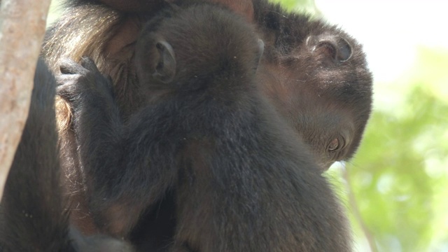 毛吼猴(Alouatta palliata)。在哥斯达黎加的森林里，吼猴的妈妈和宝宝在树上休息视频素材