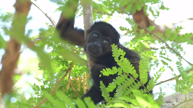 毛吼猴(Alouatta palliata)婴儿在哥斯达黎加森林的树上休息视频素材