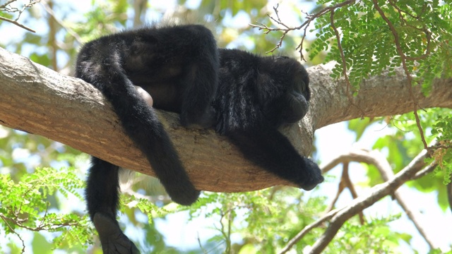 鬃猴宝宝(Alouatta palliata)在哥斯达黎加森林的树上休息视频素材