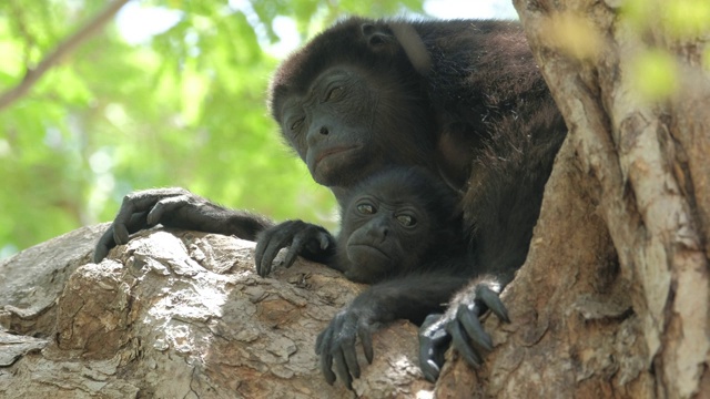 毛吼猴(Alouatta palliata)。在哥斯达黎加的森林里，吼猴的妈妈和宝宝在树上休息视频素材