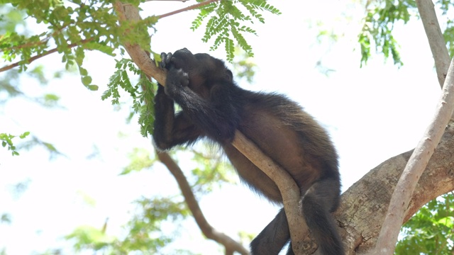 鬃猴宝宝(Alouatta palliata)在哥斯达黎加森林的树上休息视频素材