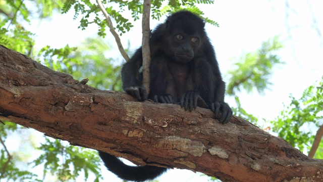 毛吼猴(Alouatta palliata)在哥斯达黎加森林的树上休息视频素材