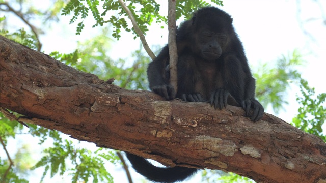 毛吼猴(Alouatta palliata)在哥斯达黎加森林的树上休息视频素材