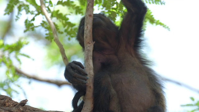 毛吼猴(Alouatta palliata)婴儿在哥斯达黎加森林的树上休息视频素材