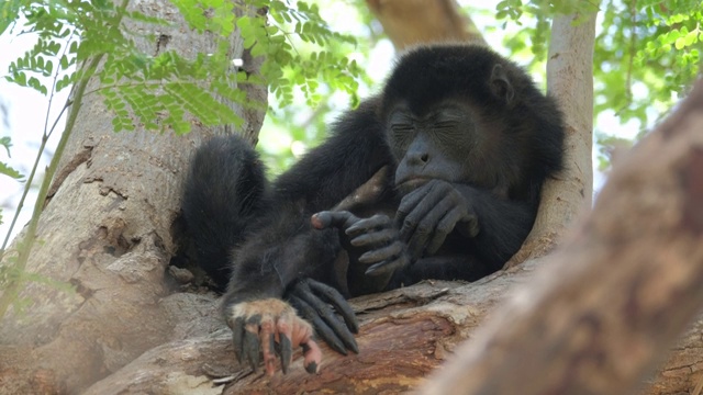 毛吼猴(Alouatta palliata)婴儿在哥斯达黎加森林的树上休息视频素材