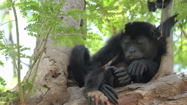 毛吼猴(Alouatta palliata)婴儿在哥斯达黎加森林的树上休息视频素材