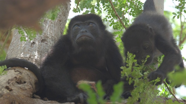 毛吼猴(Alouatta palliata)。在哥斯达黎加的森林里，吼猴的妈妈和宝宝在树上休息视频素材