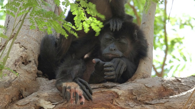 毛吼猴(Alouatta palliata)。在哥斯达黎加的森林里，吼猴的妈妈和宝宝在树上休息视频素材